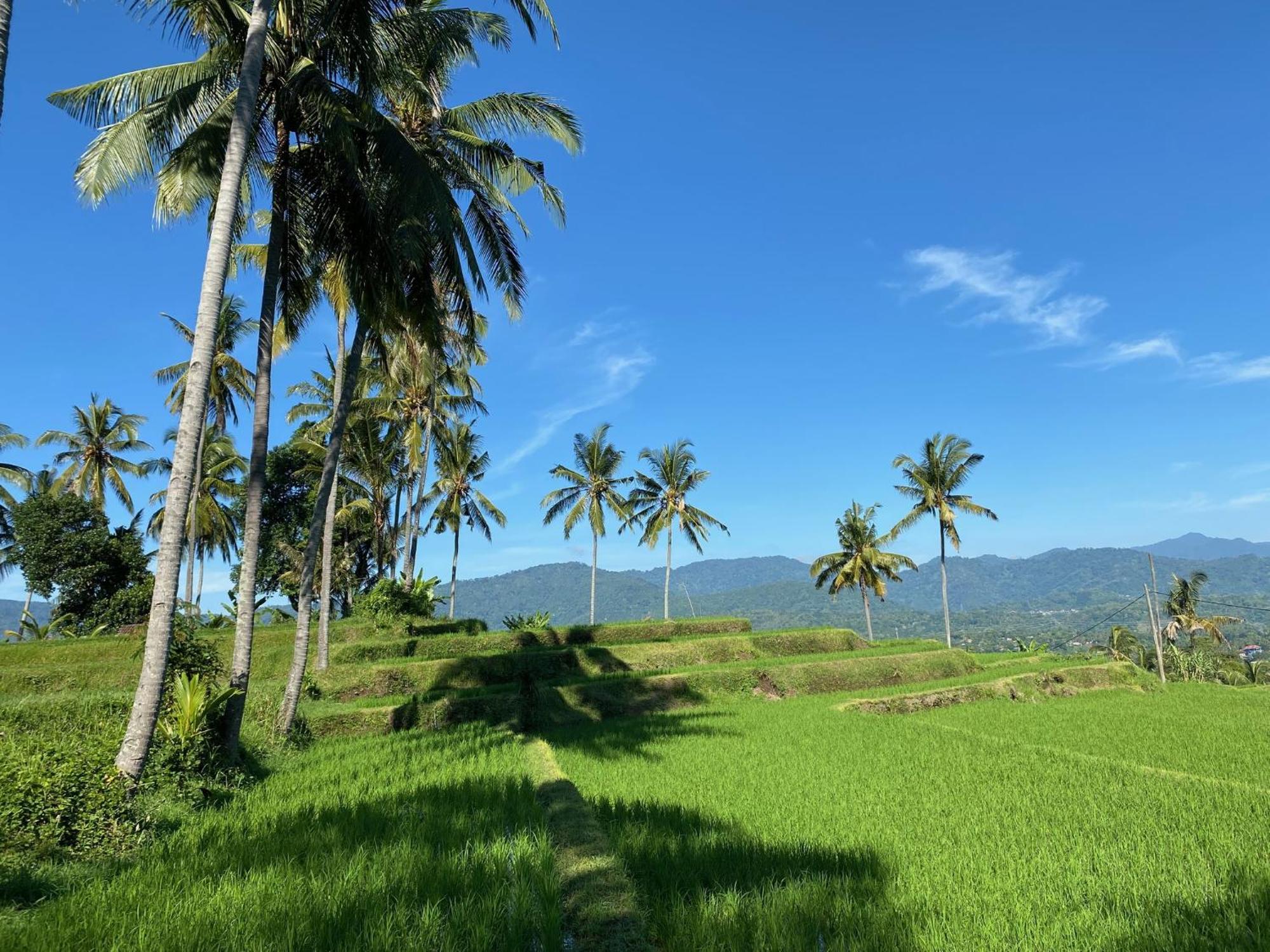 Mayong Bali Villa And Hostel Munduk Kültér fotó