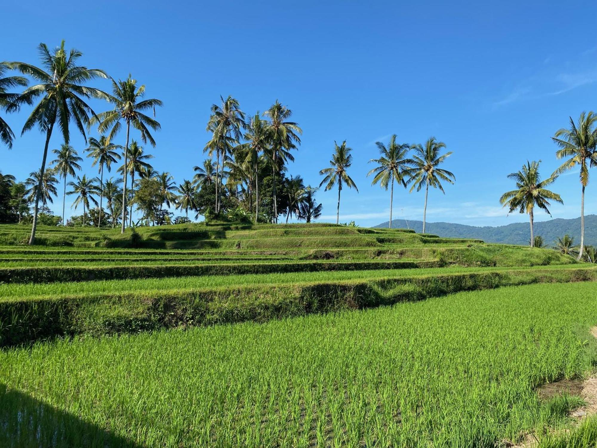 Mayong Bali Villa And Hostel Munduk Kültér fotó